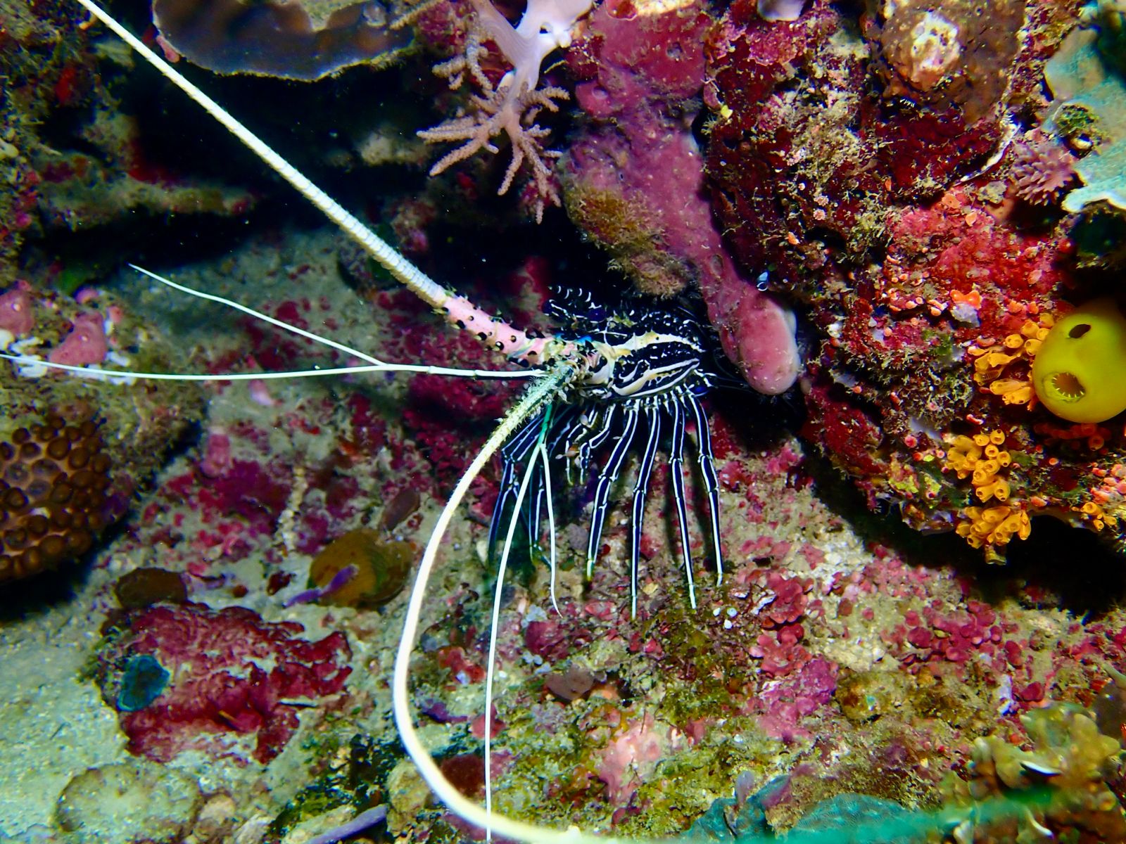 Banded spiny lobster