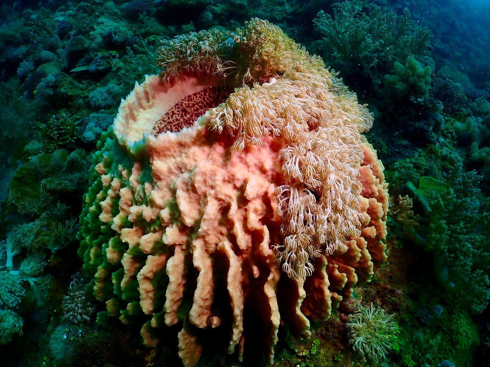 Barrel sponge & crinoids