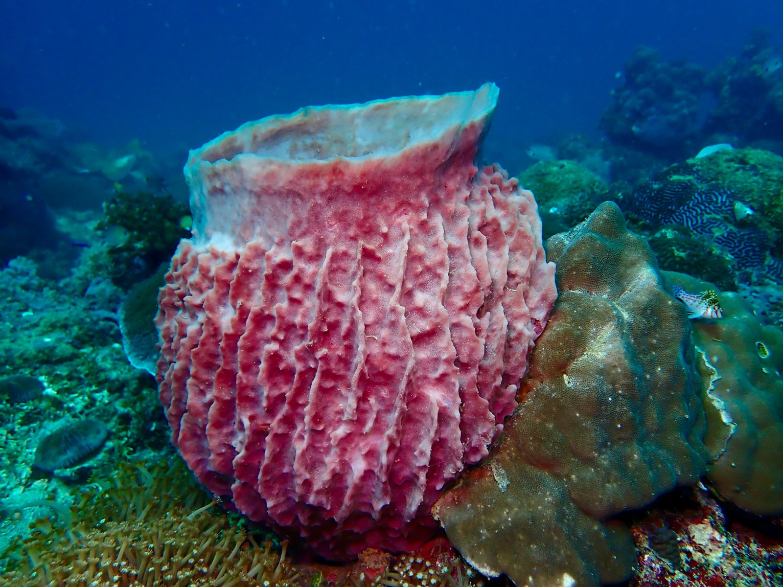 Pink barrel sponge