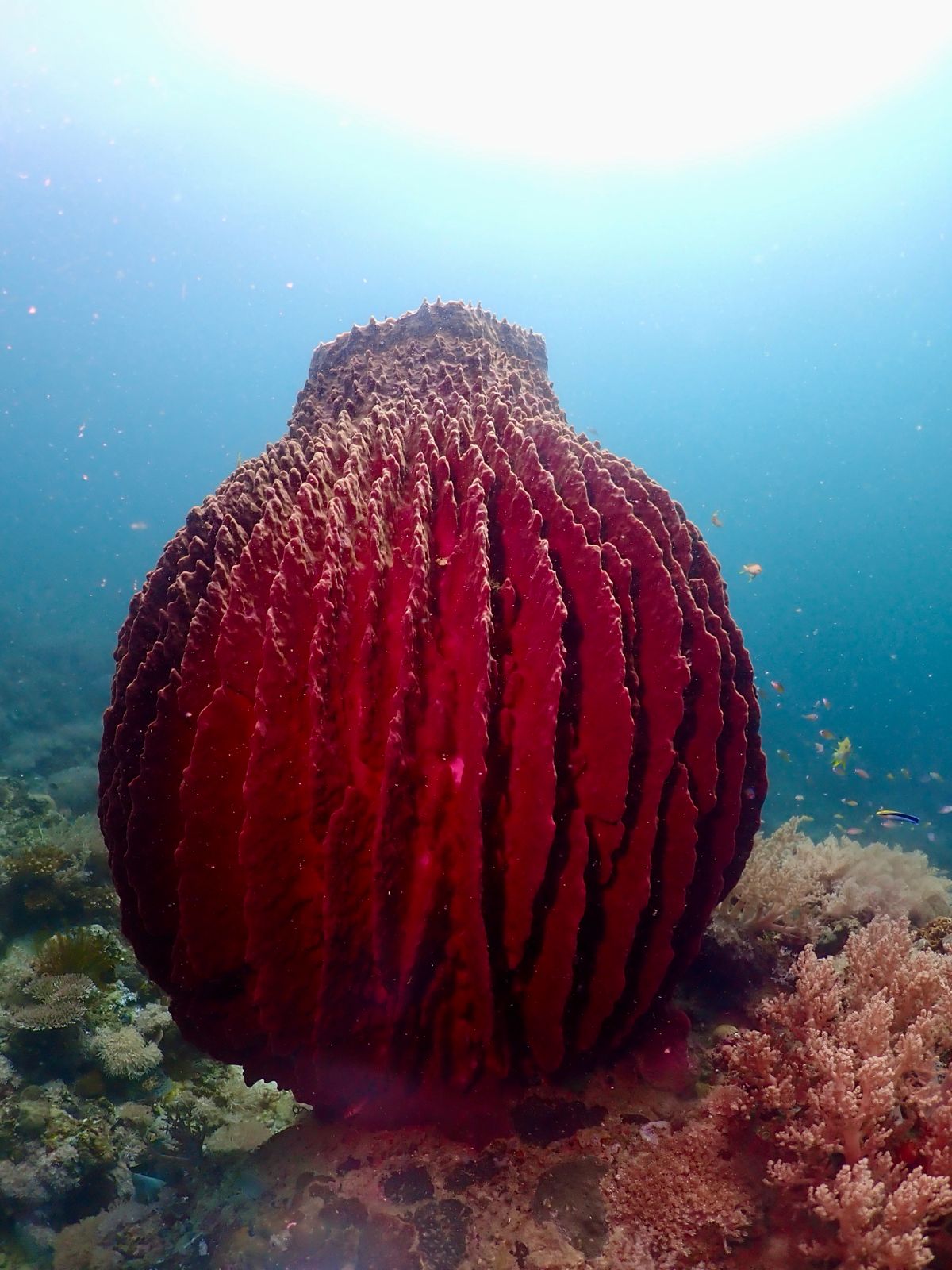 Crimson barrel sponge