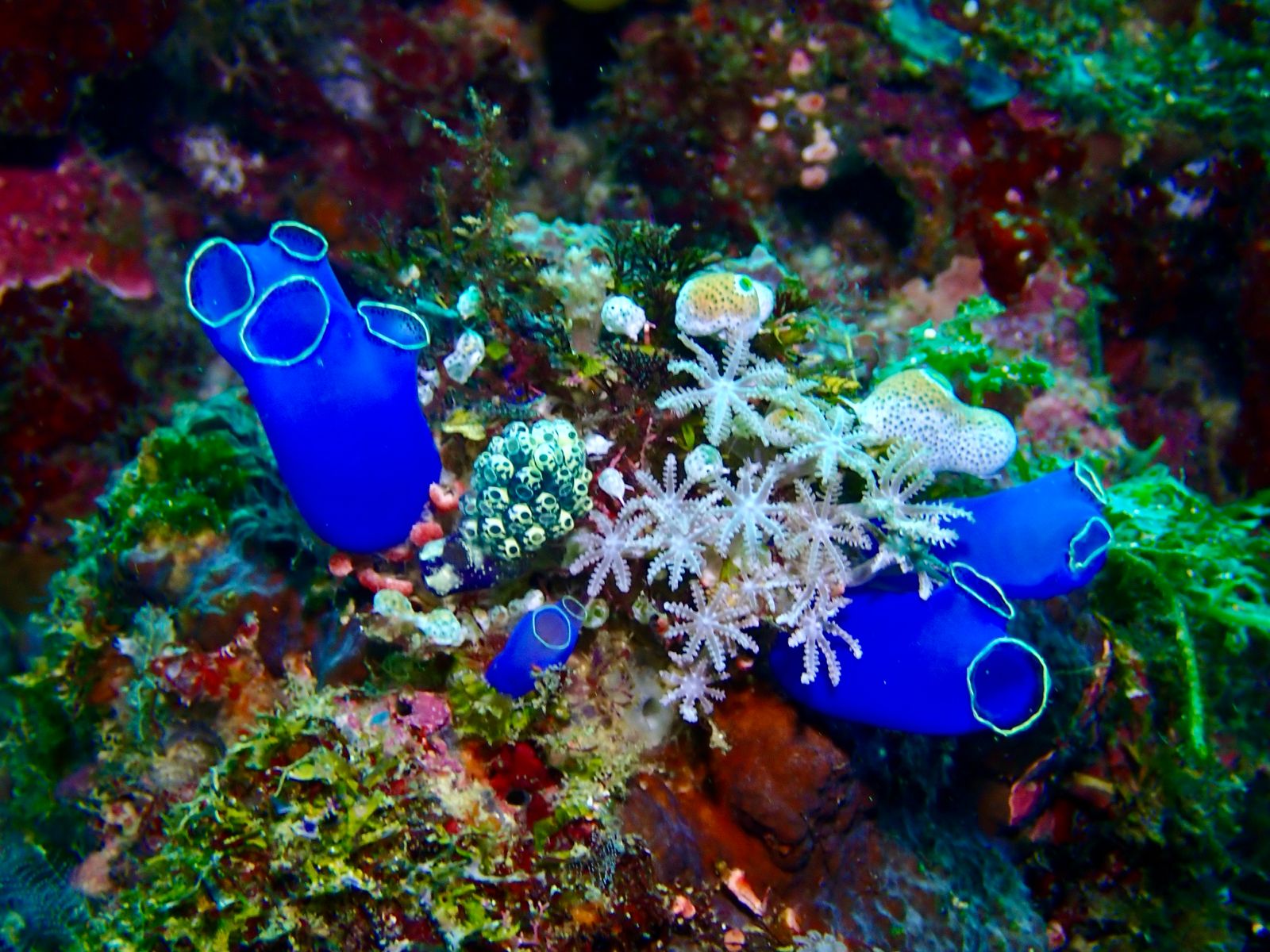 Blue sea tunicates