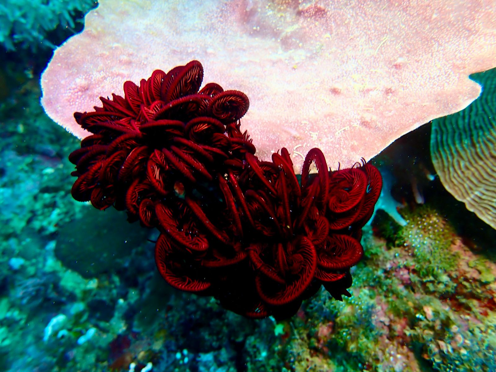 Red feather star on sponge