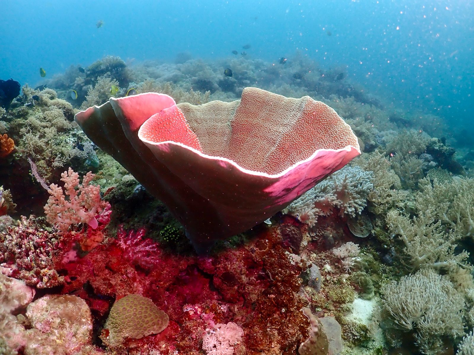 Elephant ear sponge