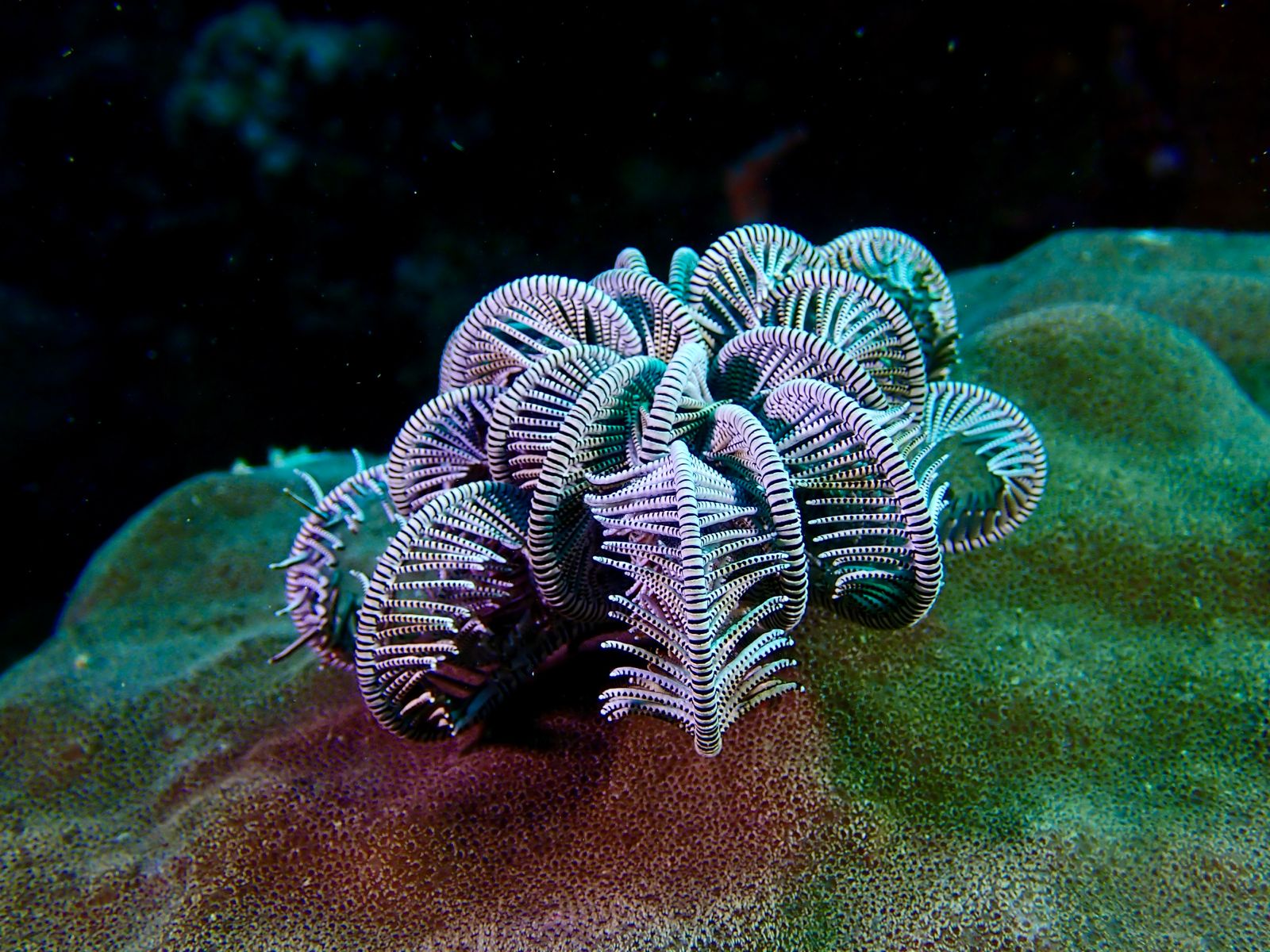 Striped feather star