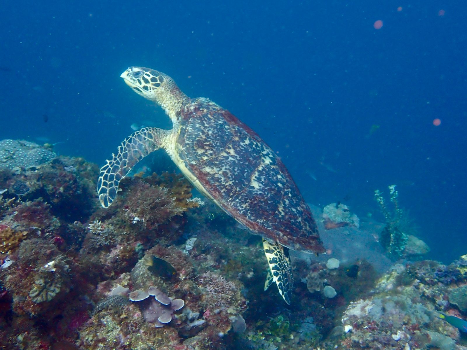 Hawksbill sea turtle