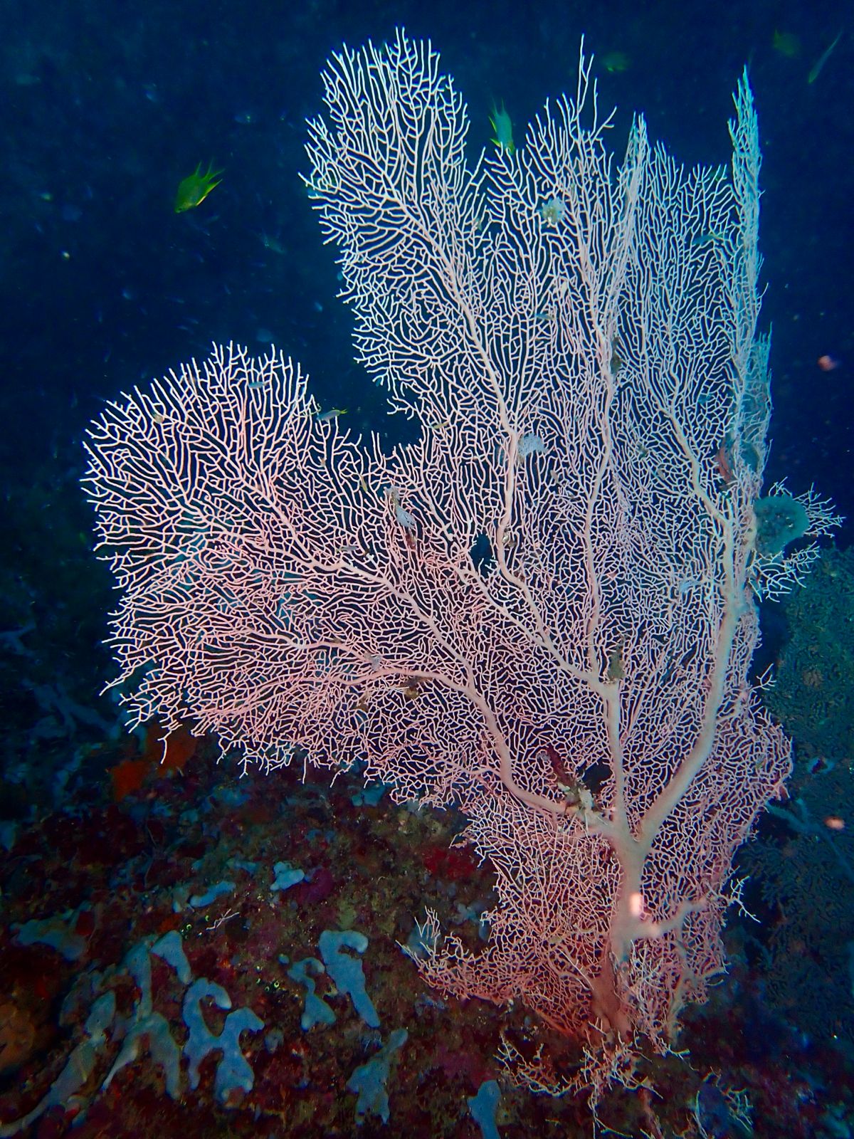 Lace sea fan