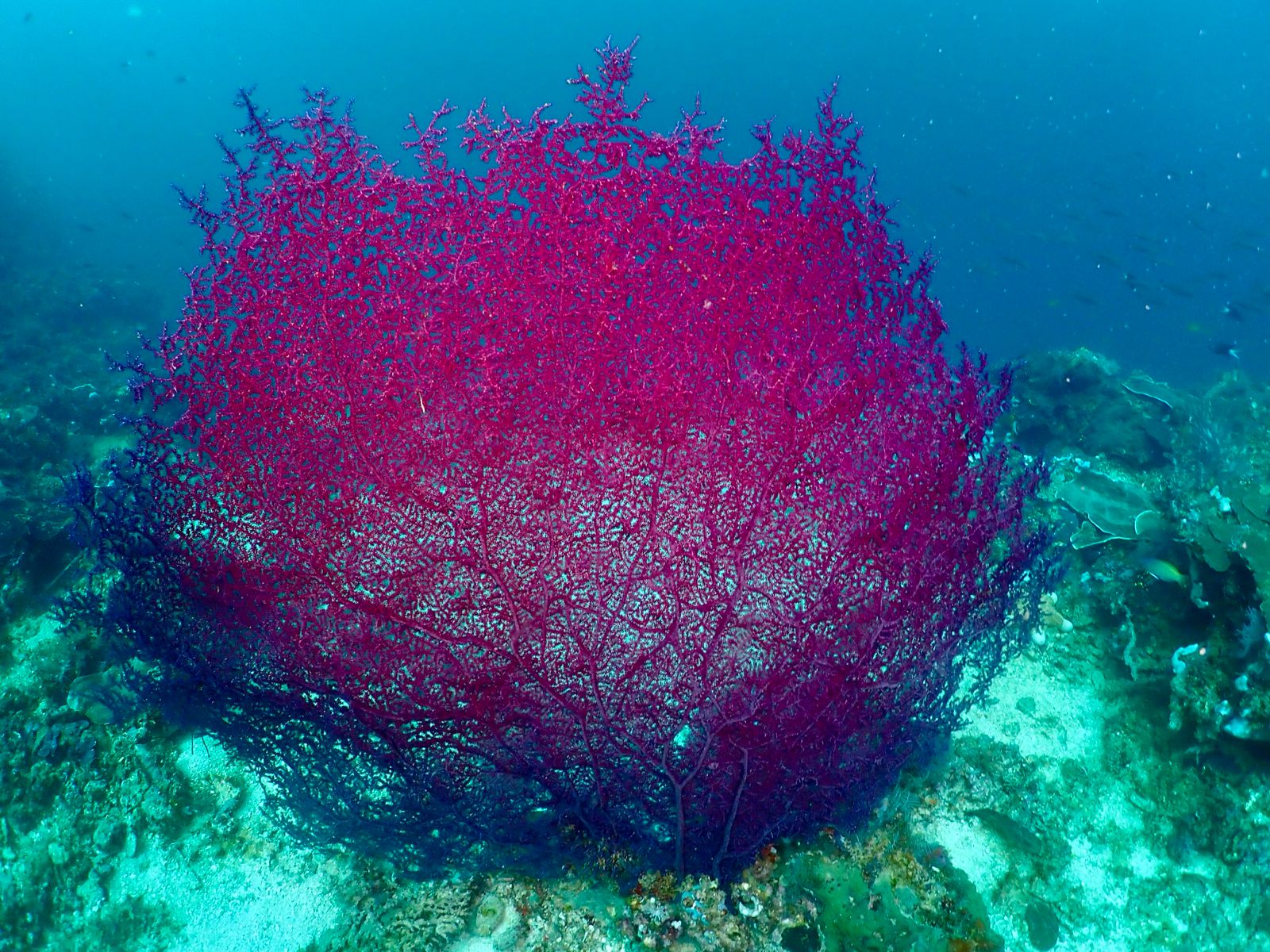 Magenta gorgonian