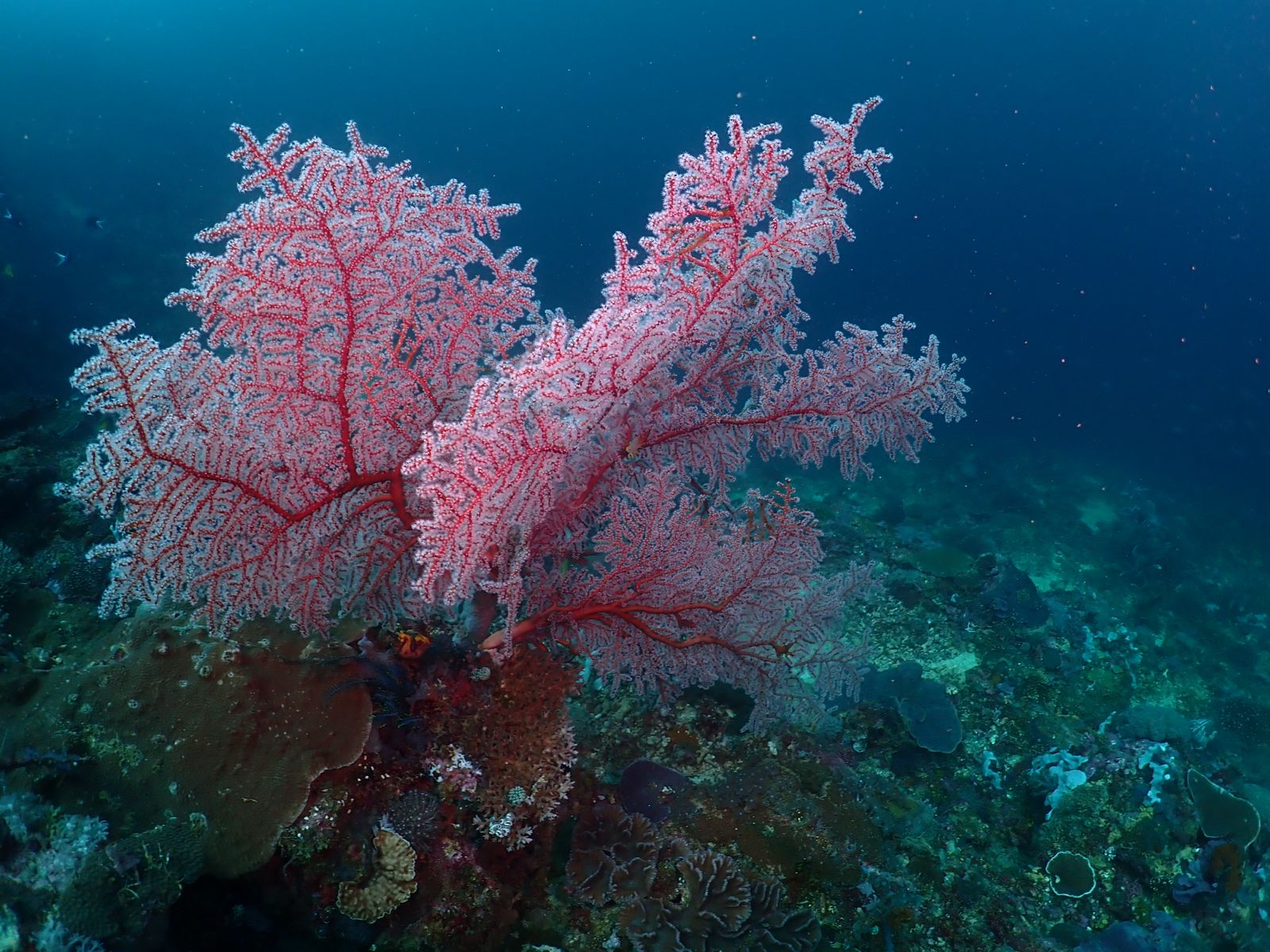 Pink sea fan