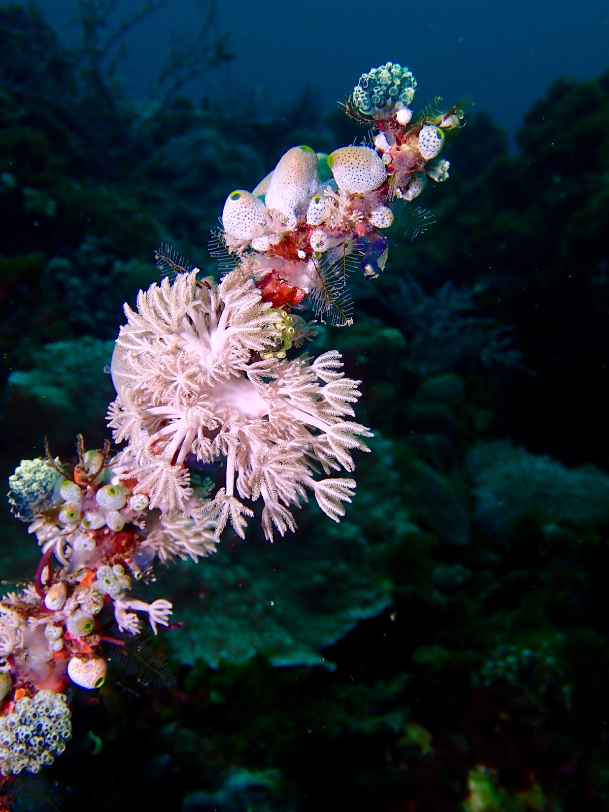 Soft coral bloom