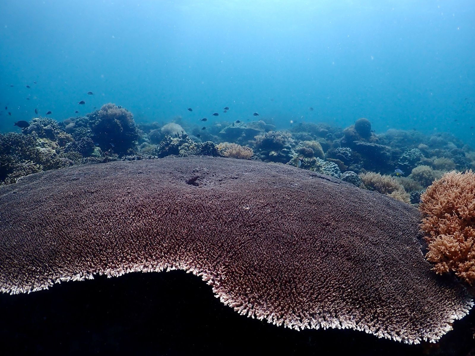 Table coral colony