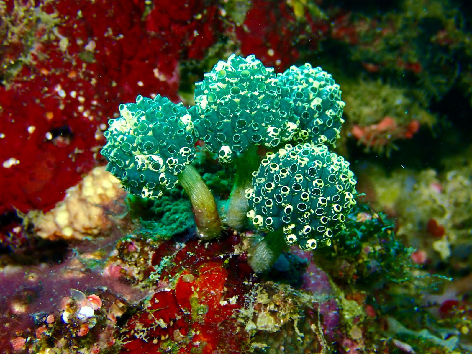 Green sea tunicates